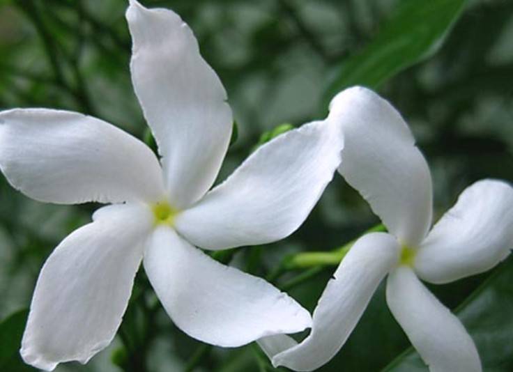 Medicinal Properties of Sananga